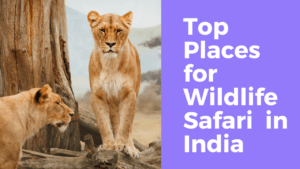 Places for Wildlife Safari in India