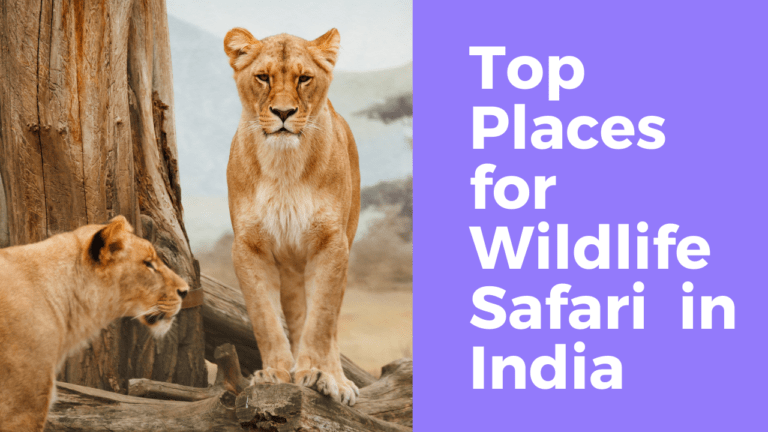 Top 5 Places for Wildlife Safari in India(Must Visit) | The Wanderer India