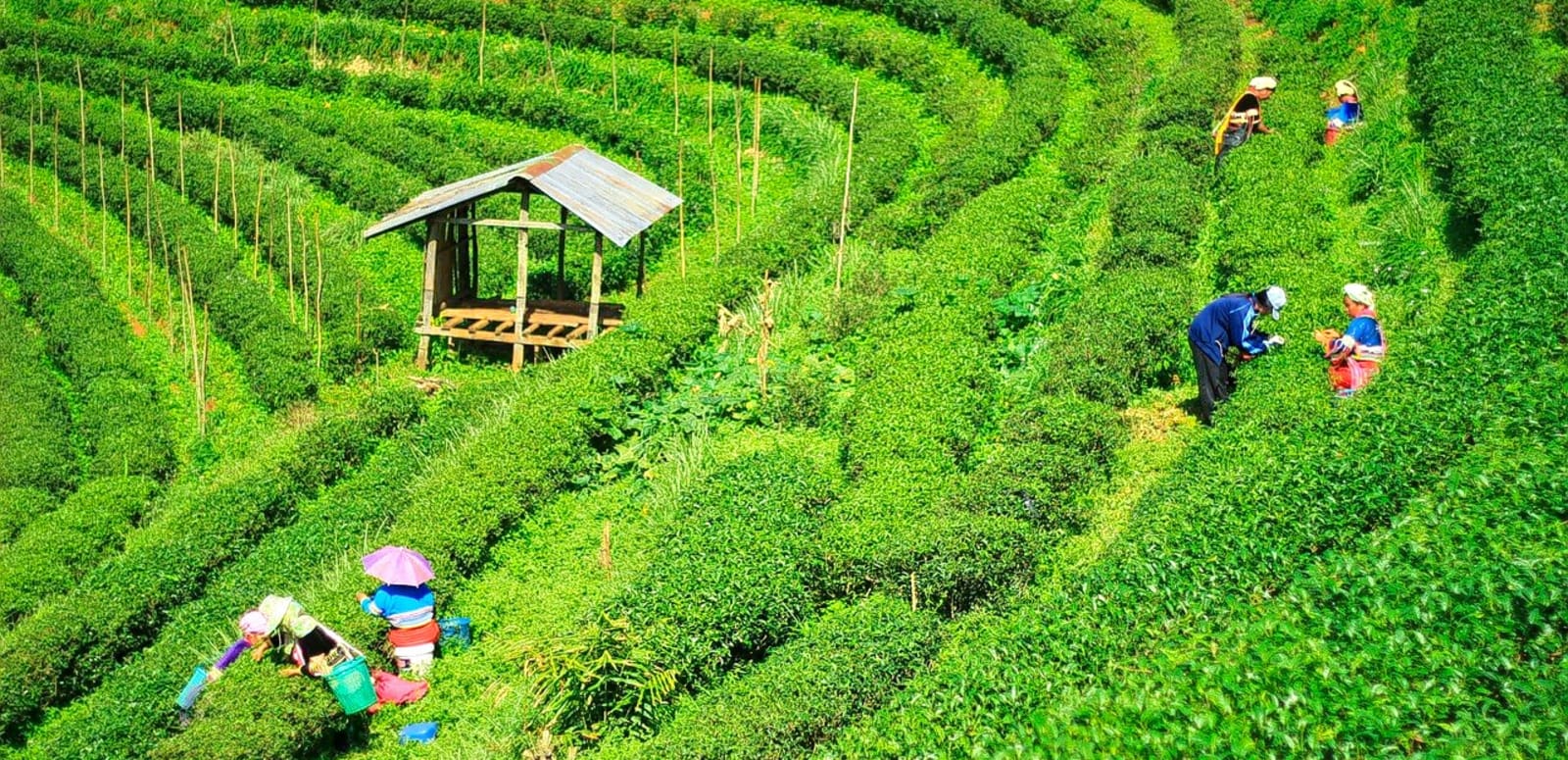 Darjeeling Tea Garden Tour