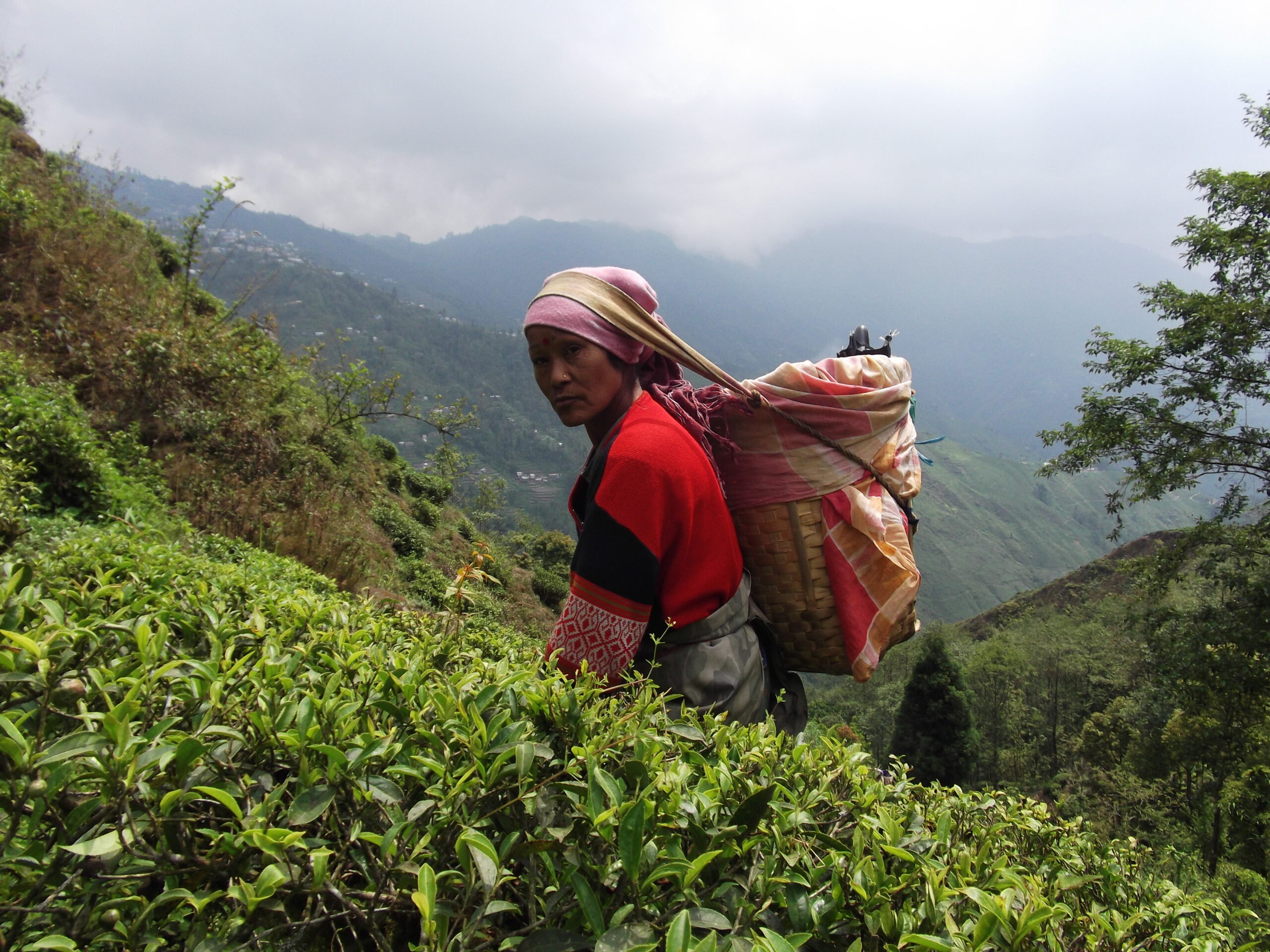 Happy valley tea estate Darjeeling