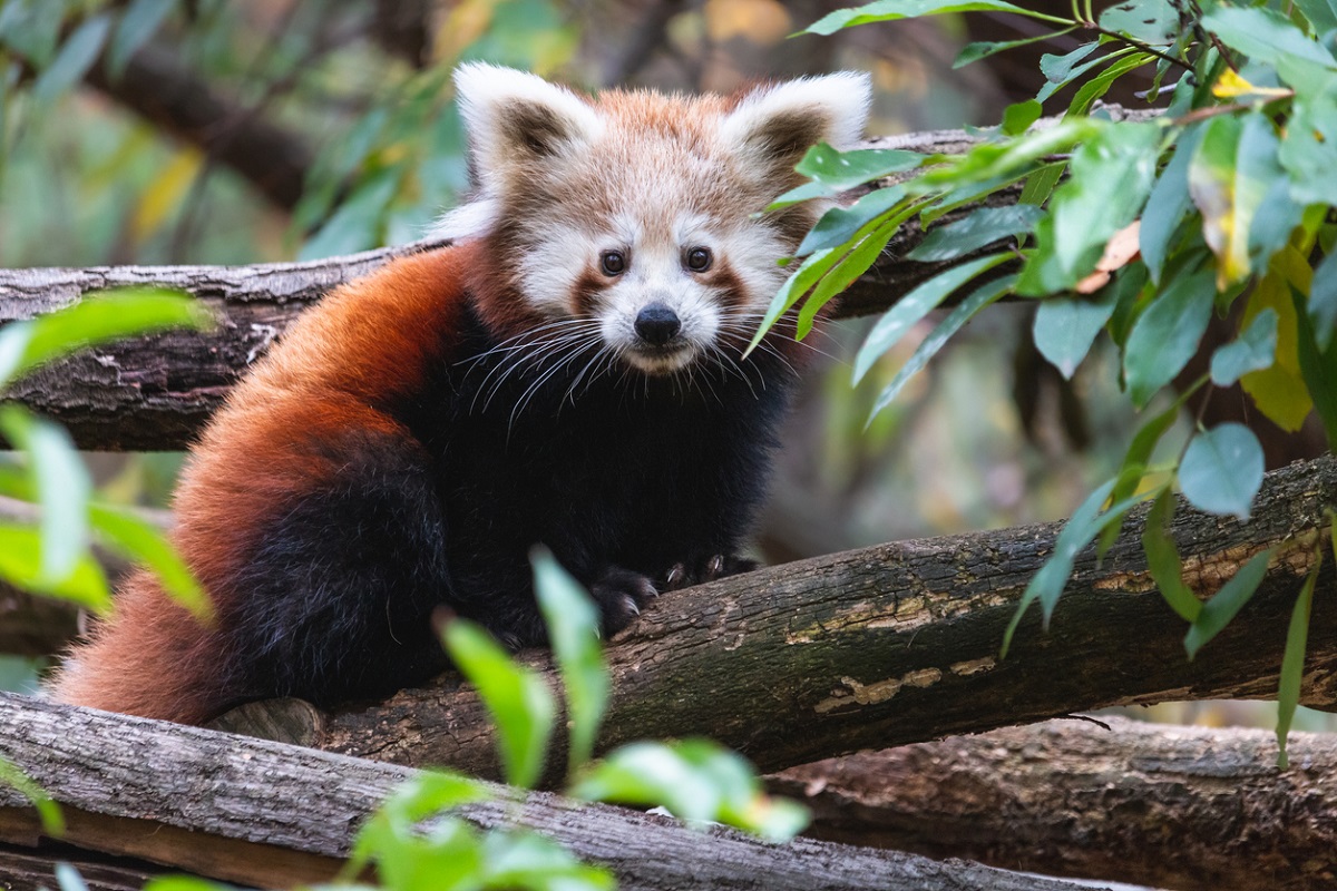 Zoological Park Darjeeling