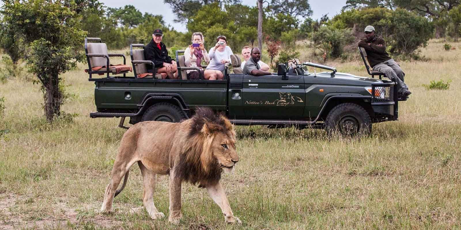 South Africa's Safari Adventures