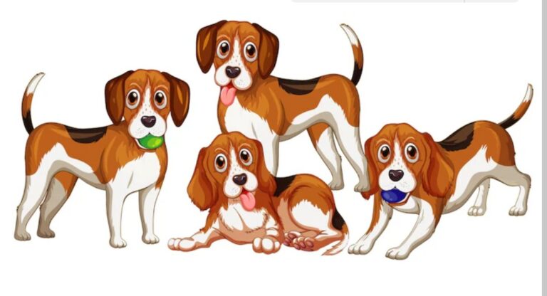 Pappedeckel: A Complete Guide to This Useful Product