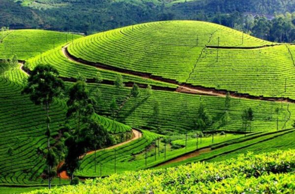 Munnar (Kerala)