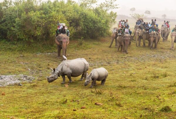 Kaziranga National Park (Assam)